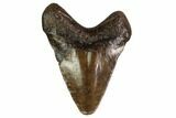 Juvenile Megalodon Tooth - Georgia #158835-1